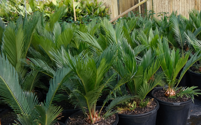 Lakeside Plants & Nursery
