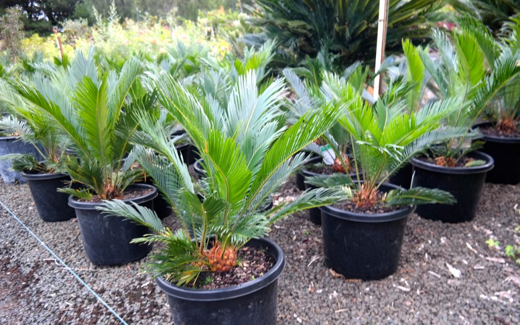 Lakeside Plants & Nursery
