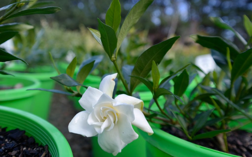Lakeside Plants & Nursery