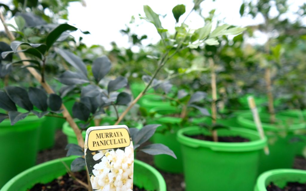 Lakeside Plants & Nursery