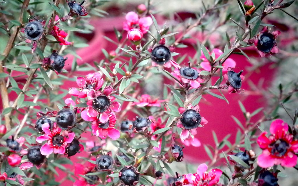 Lakeside Plants & Nursery