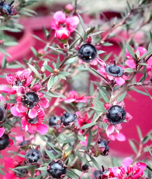 Leptospermum Scoparium nanum rubrum Lakeside Plants & Nursery