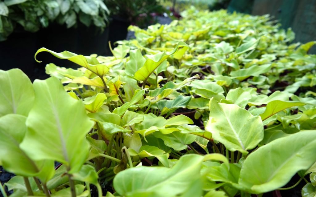 Lakeside Plants & Nursery