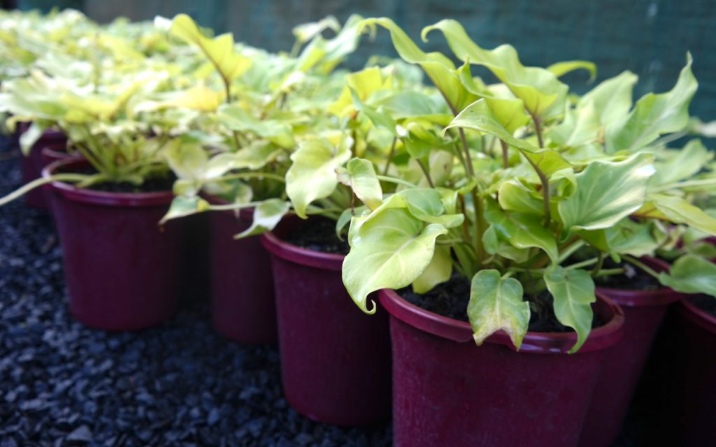 Lakeside Plants & Nursery