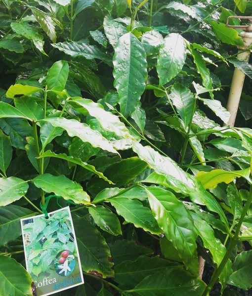 Coffee Arabica Lakeside Plants & Nursery