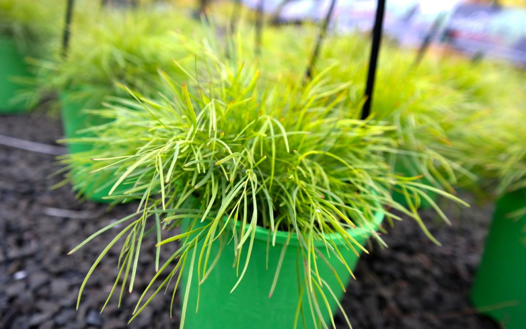 Lakeside Plants & Nursery