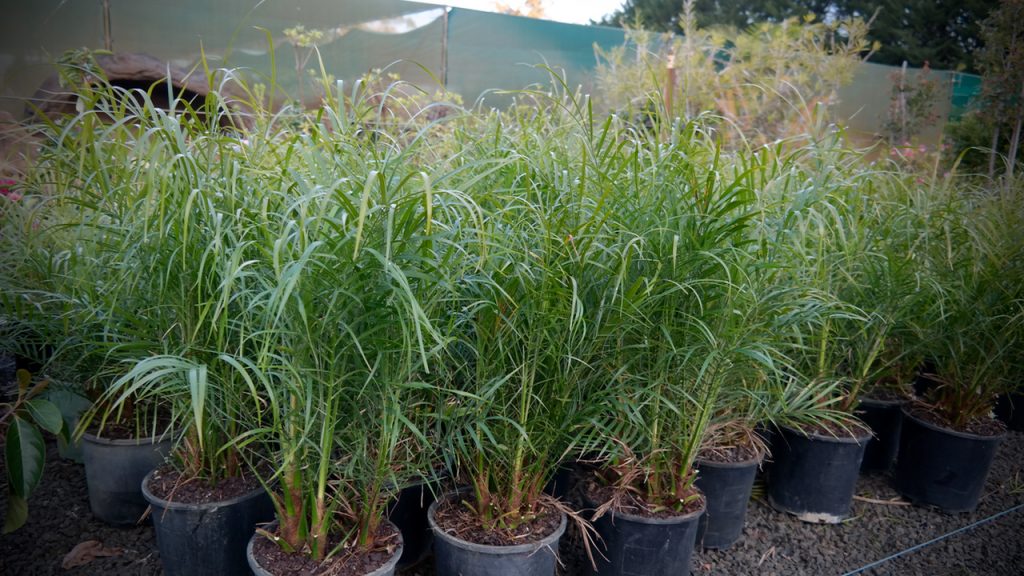 Lakeside Plants & Nursery