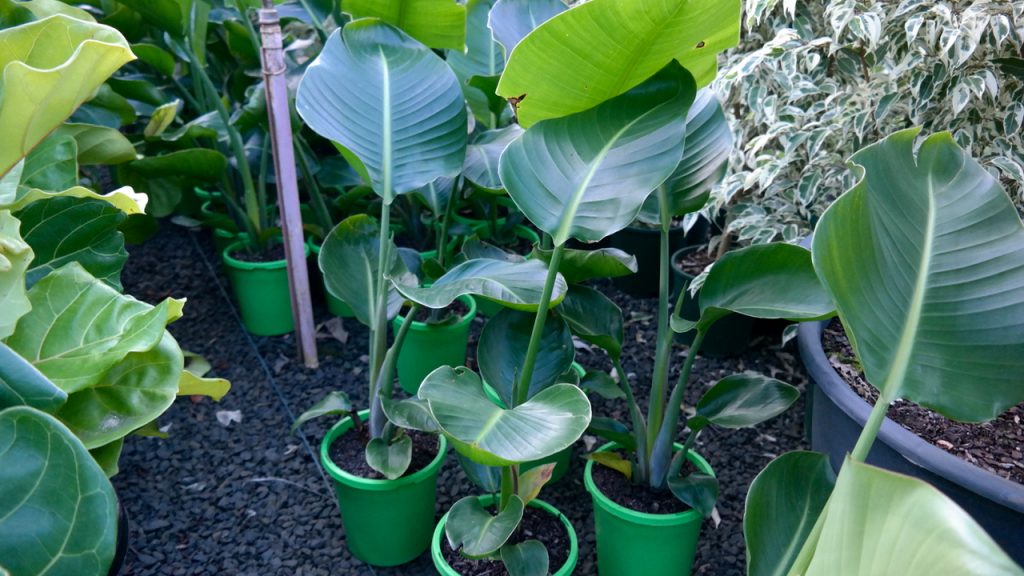 Lakeside Plants & Nursery