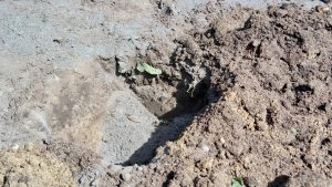 Soil planting mix for avocados