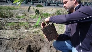 Avocado Tree Planting