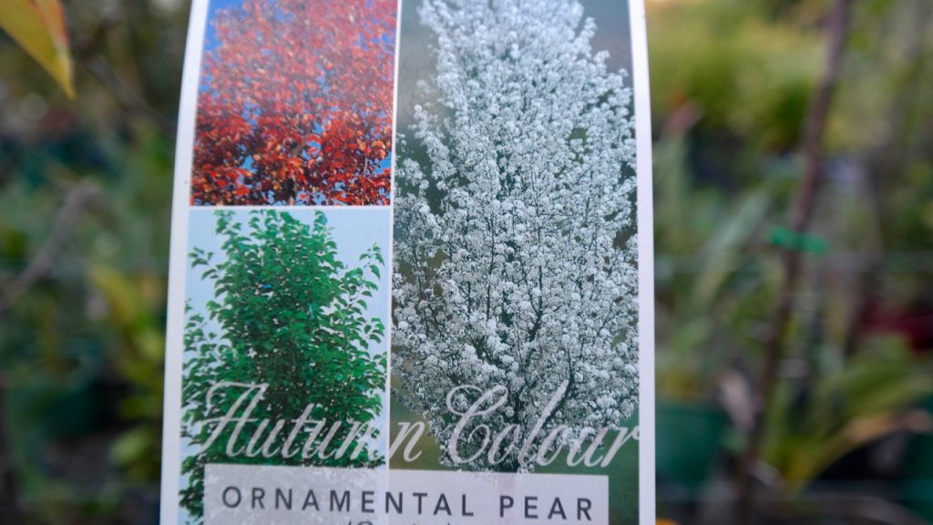 Lakeside Plants & Nursery