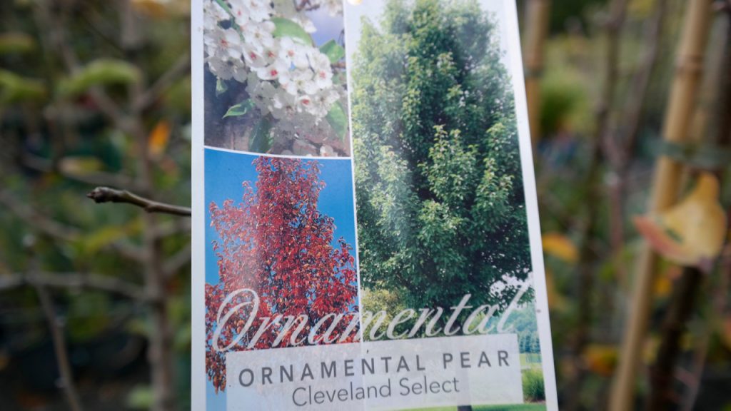 Lakeside Plants & Nursery