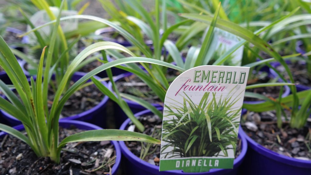 Lakeside Plants & Nursery