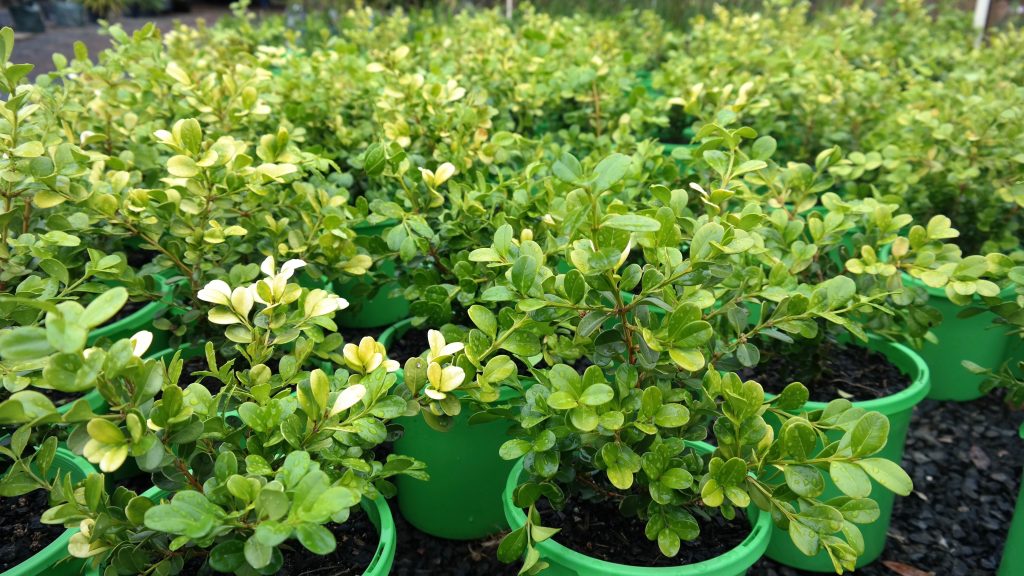 Lakeside Plants & Nursery