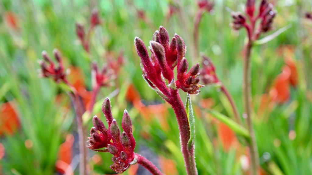 Lakeside Plants & Nursery