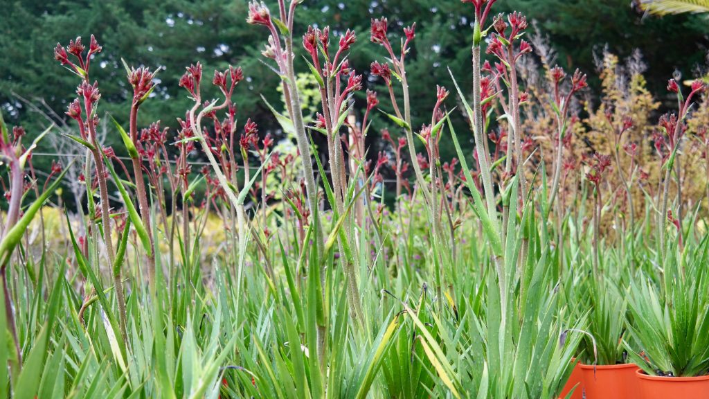 Lakeside Plants & Nursery