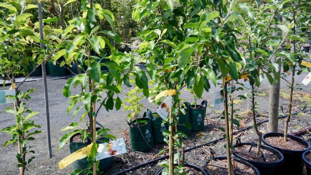Lakeside Plants & Nursery