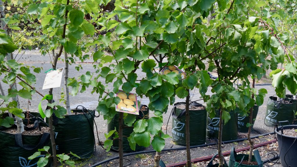 Lakeside Plants & Nursery