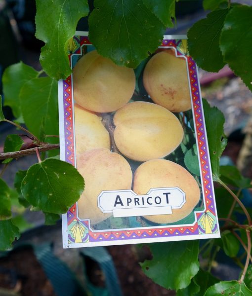 Apricot Blenheim Lakeside Plants & Nursery