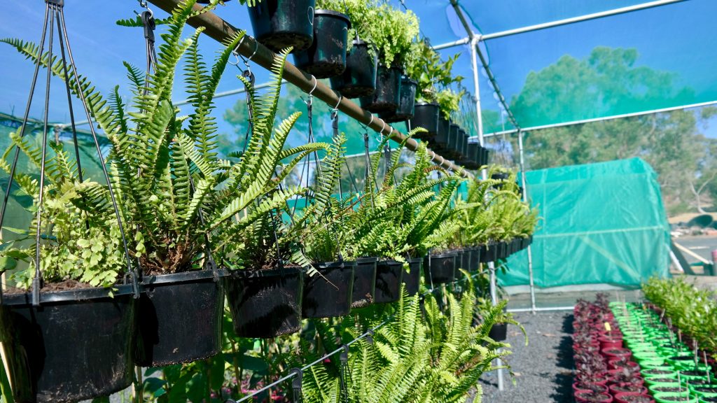 Lakeside Plants & Nursery