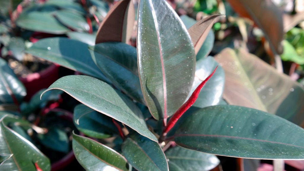 Lakeside Plants & Nursery