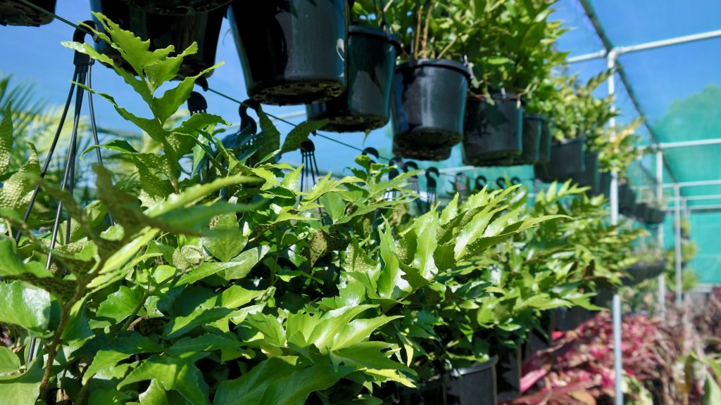 Lakeside Plants & Nursery