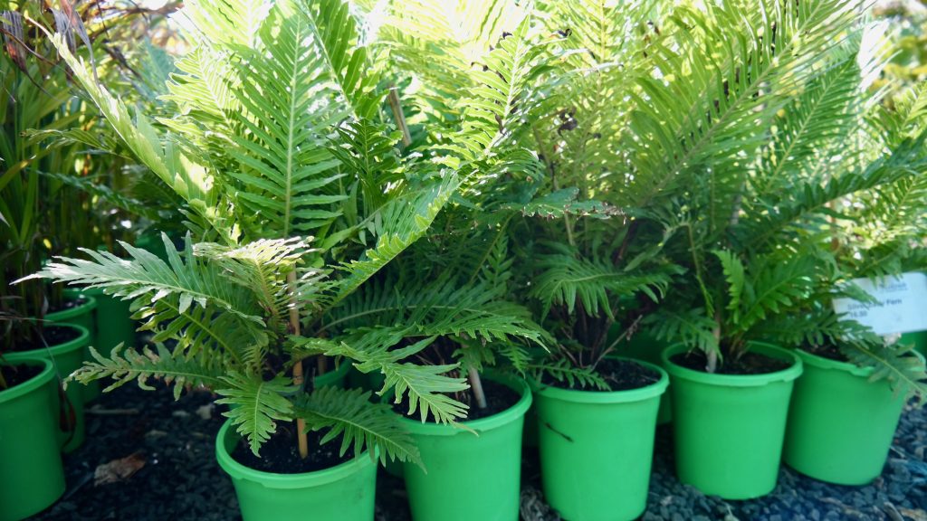 Lakeside Plants & Nursery