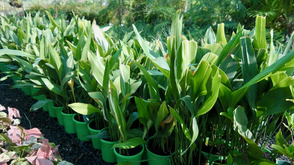 Lakeside Plants & Nursery