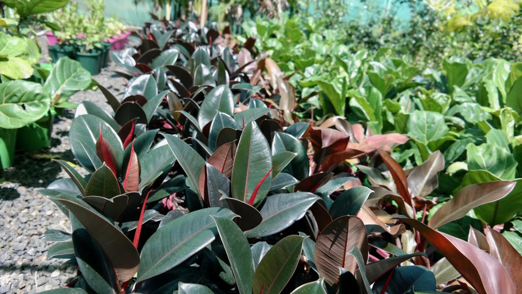 Lakeside Plants & Nursery