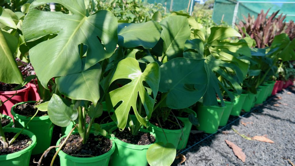 Lakeside Plants & Nursery