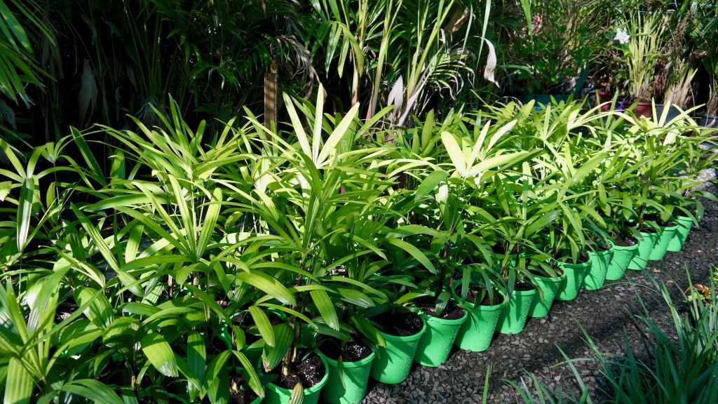 Lakeside Plants & Nursery