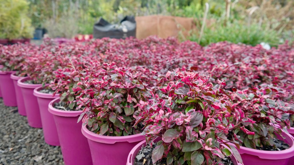 Lakeside Plants & Nursery