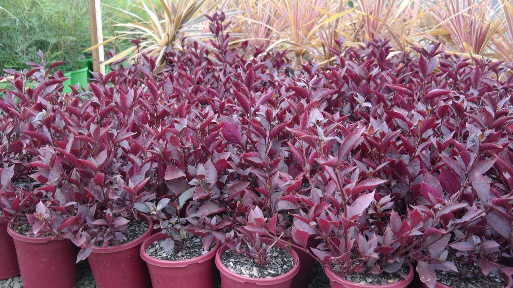 Lakeside Plants & Nursery