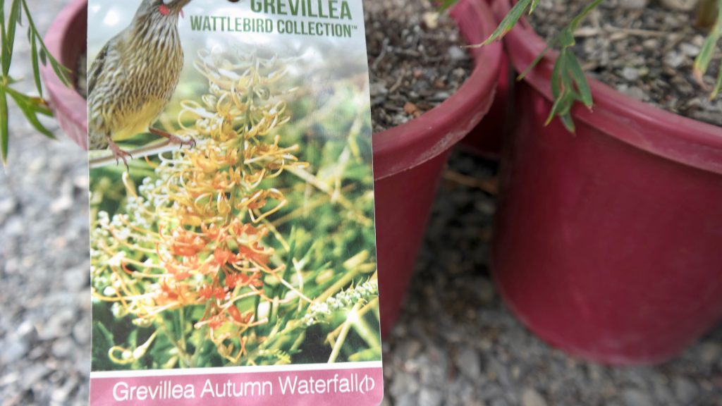 Lakeside Plants & Nursery
