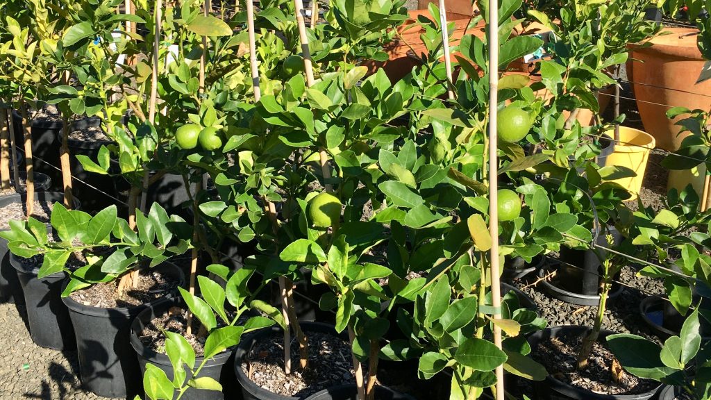 Lakeside Plants & Nursery