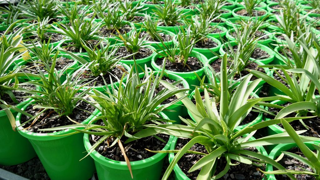 Lakeside Plants & Nursery