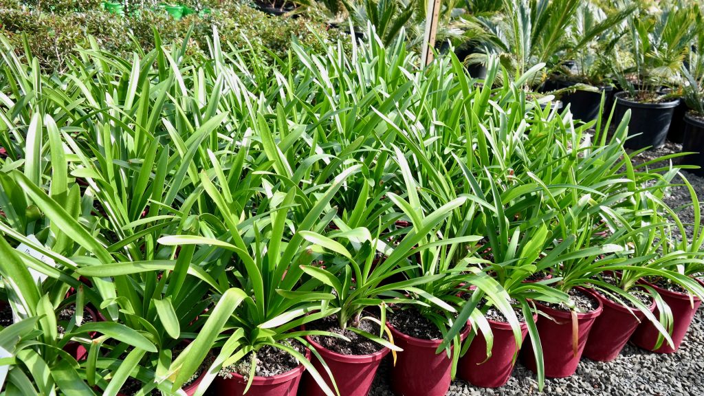 Lakeside Plants & Nursery