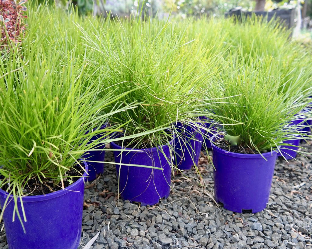 Lakeside Plants & Nursery