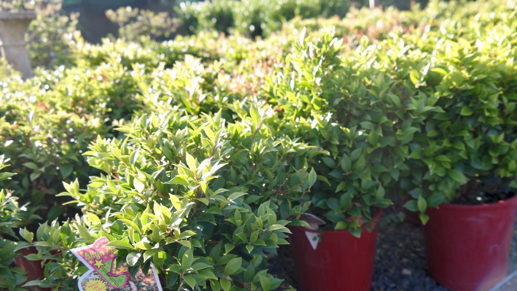 Lakeside Plants & Nursery