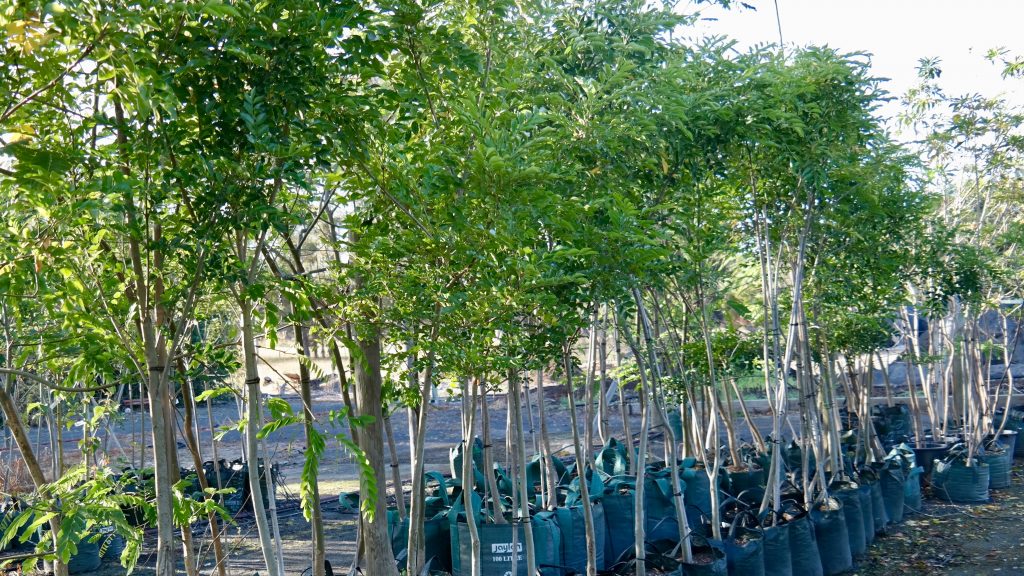 Lakeside Plants & Nursery