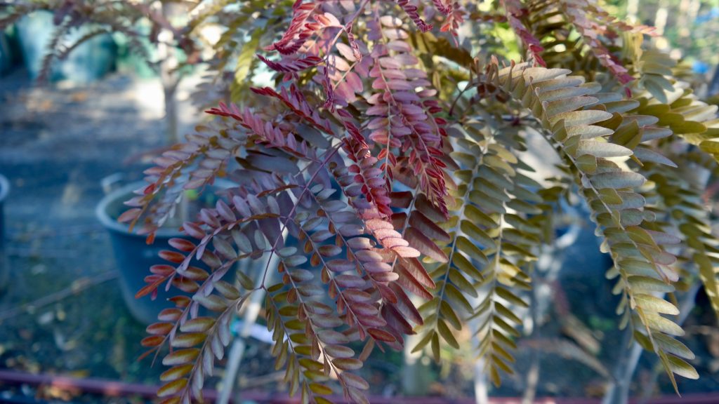 Lakeside Plants & Nursery