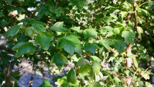 Trident Maple