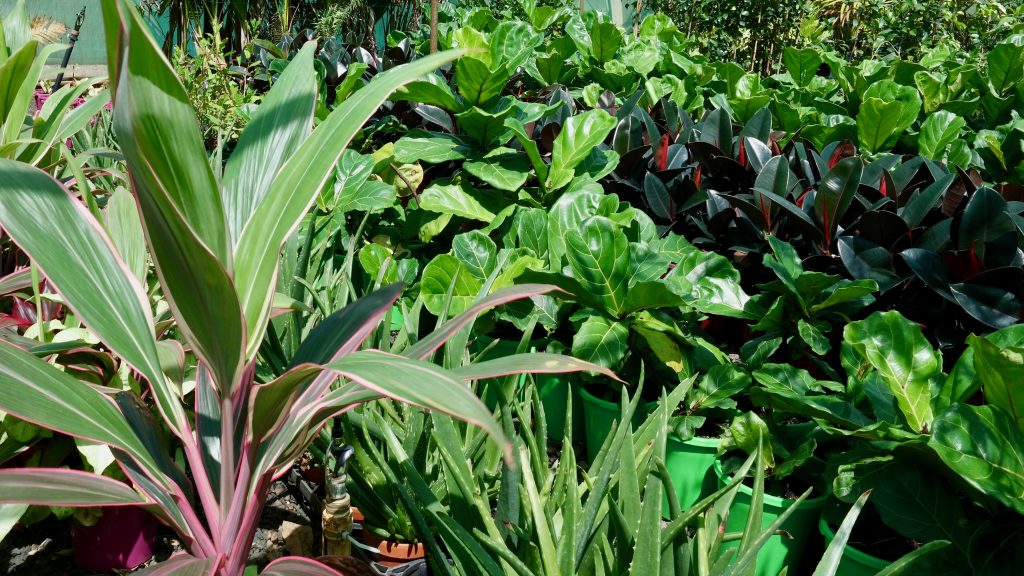 Lakeside Plants & Nursery