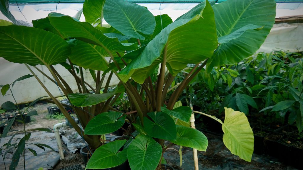Lakeside Plants & Nursery