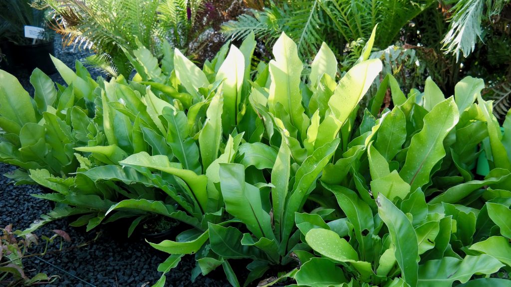 Lakeside Plants & Nursery