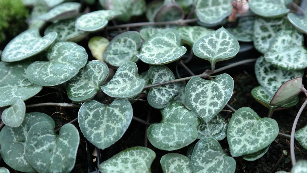 Lakeside Plants & Nursery