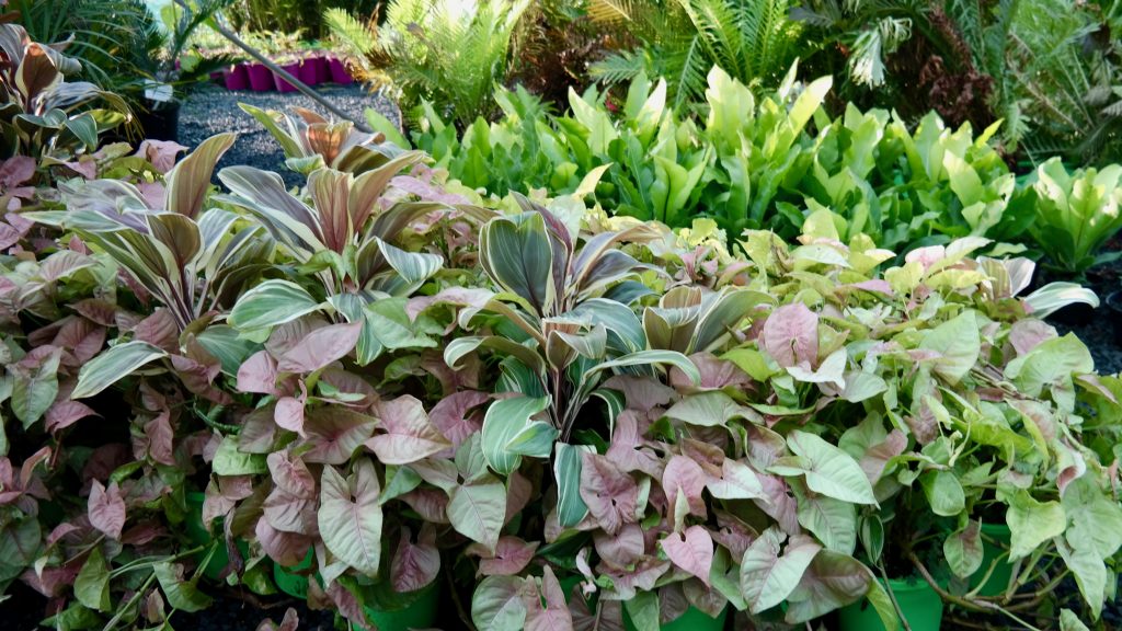 Lakeside Plants & Nursery