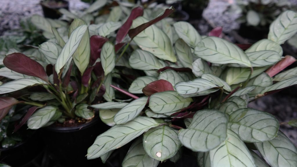 Lakeside Plants & Nursery