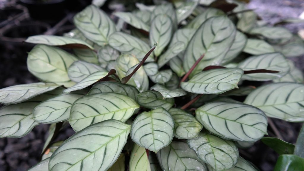 Lakeside Plants & Nursery