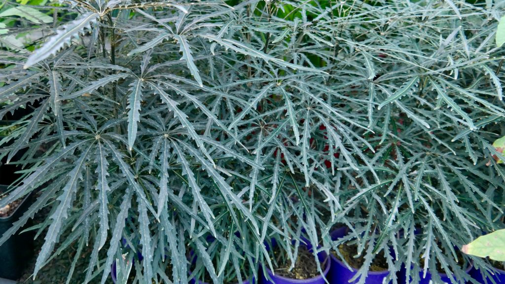 Lakeside Plants & Nursery